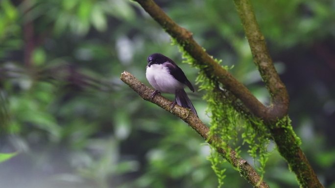 鸟（深背锡比亚）飞走生态环境保护唯美树林