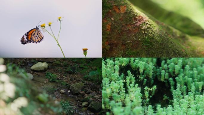 自然森林溪水花虫视频素材