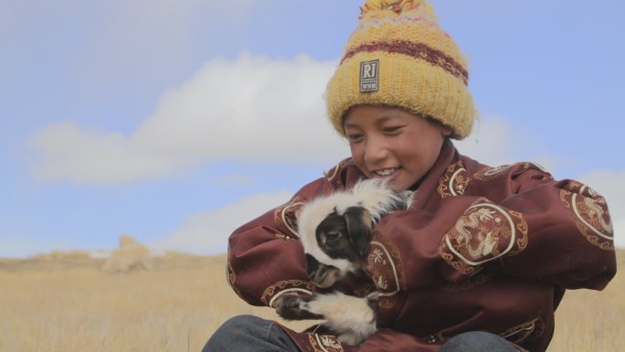 草原 羊群 西藏草原 羊 牧人 西藏那曲