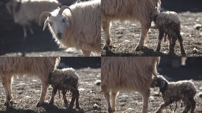 羊 西藏羊 西藏那曲 生小羊 西藏印象