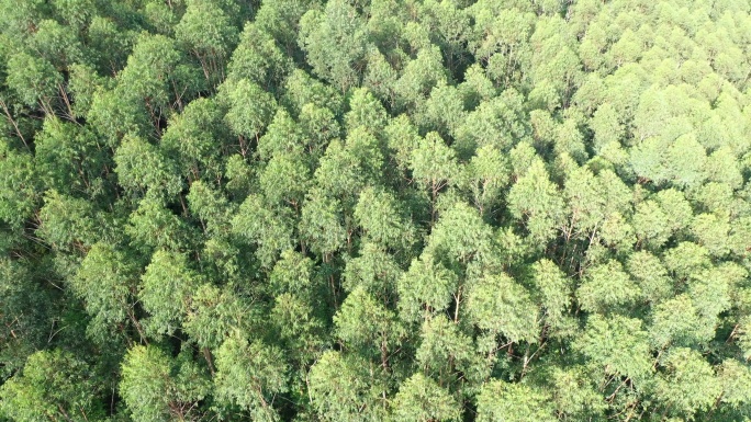 树林航拍森林自然环境绿色林地山林桉树松树