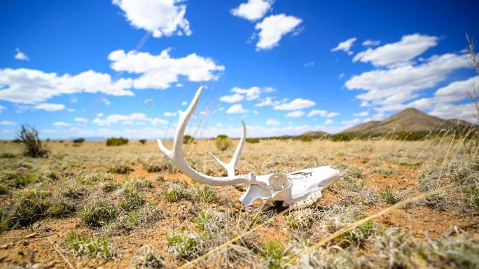 西部沙漠概念：地面上的鹿头骨