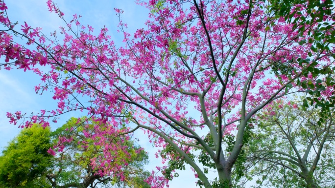 开满鲜花的树 美丽异木棉