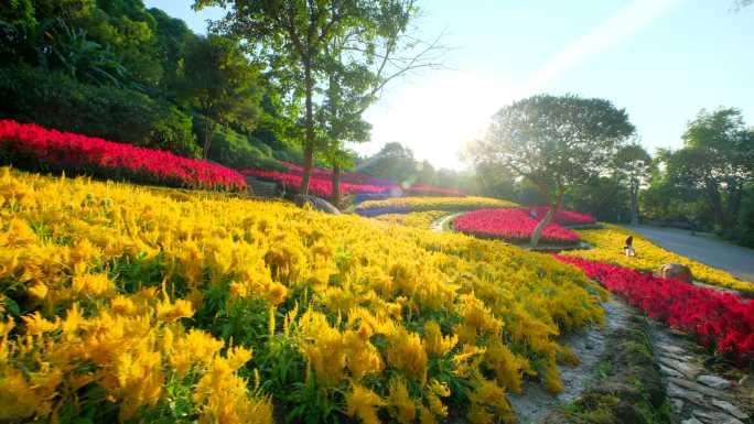 南宁青秀山绚兰花田阳光花海梯田穗冠花