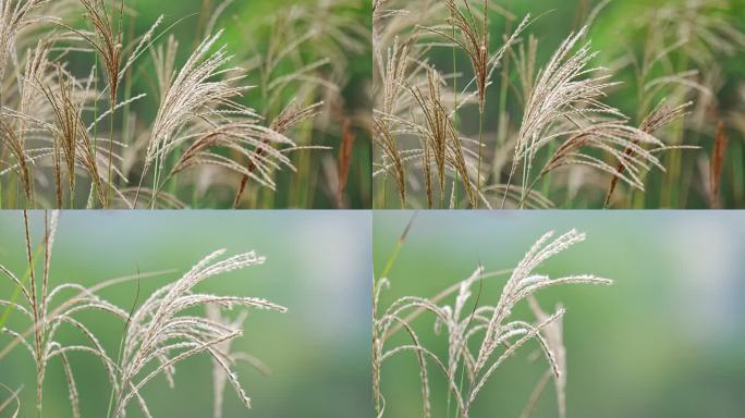 实拍风中芦苇飘摇