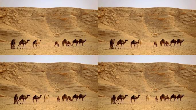 骆驼沙漠骆驼群一带一路丝绸之路