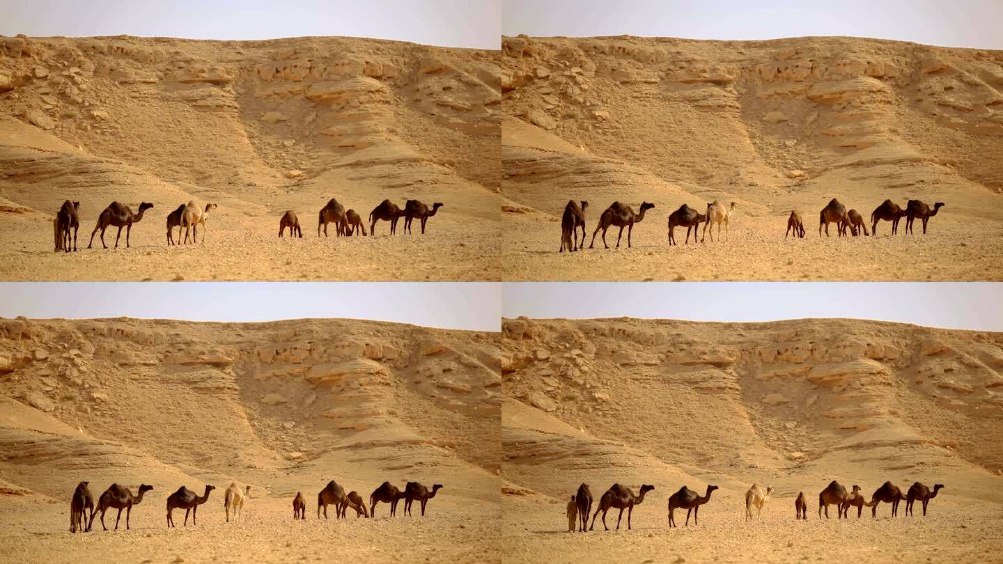 骆驼沙漠骆驼群一带一路丝绸之路