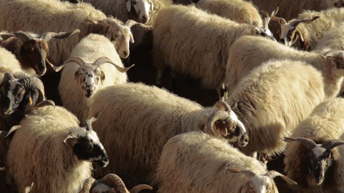 草原 羊群 西藏草原 羊 西藏羊西藏那曲
