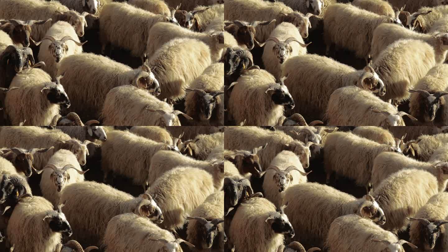 草原 羊群 西藏草原 羊 西藏羊西藏那曲