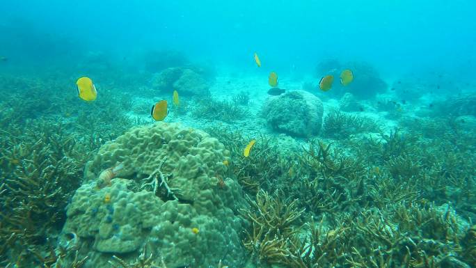 ี热带水域壮丽珊瑚花园的水下海景，蝴蝶鱼群