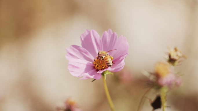 采蜂蜜的小蜜蜂