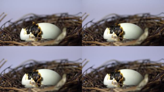 小鸭孵化4k素材特写镜头新出生