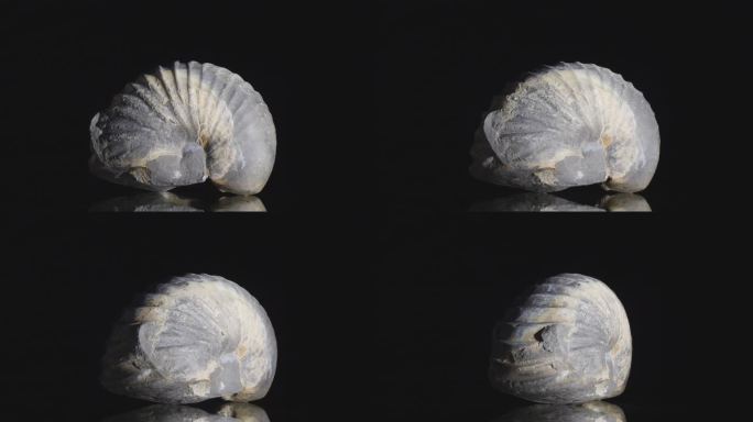 化石鹦鹉螺变黑史前文明化石螺旋蜗牛壳