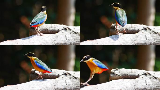 彩虹鸟生物多样性一只