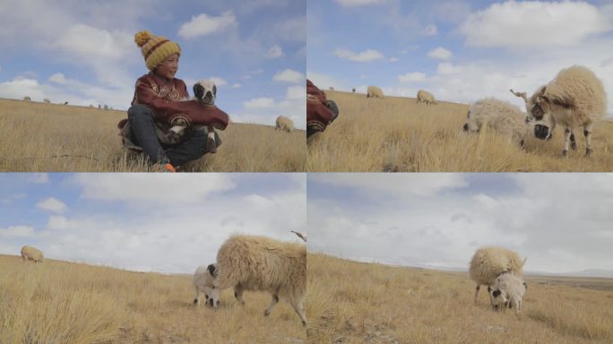 草原 羊群 西藏草原 羊 牧人 西藏那曲