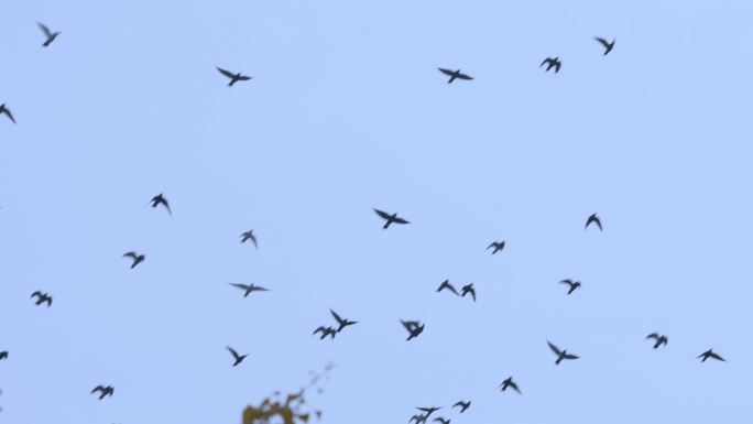 鸽子飞翔 城市鸽 北京鸽 一群鸽子