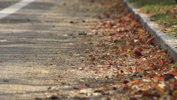 公路边被车轮碾碎的落叶