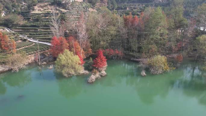 无人机航拍长江边红树小景