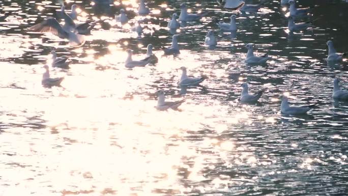 湖面金光闪闪的海鸥群