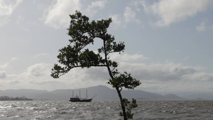 在风大的日子里航行-风和树