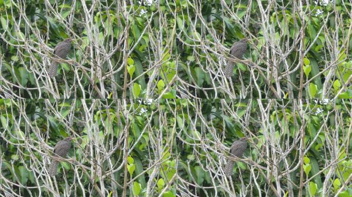 栖息在自然界树枝上的亚洲科尔鸟。