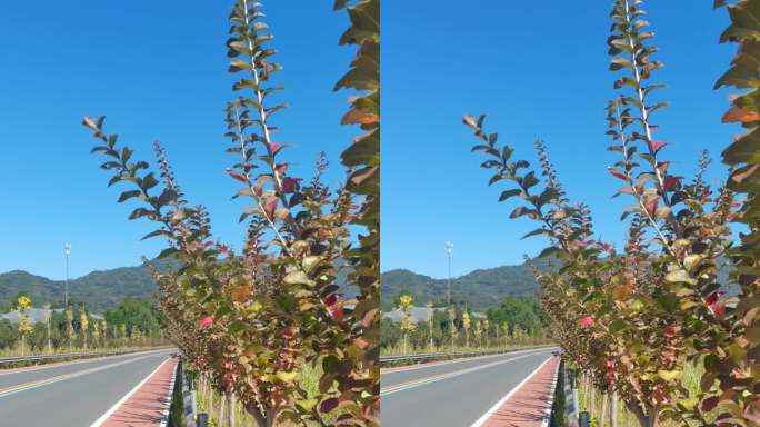 秋季路边风景乡村风光