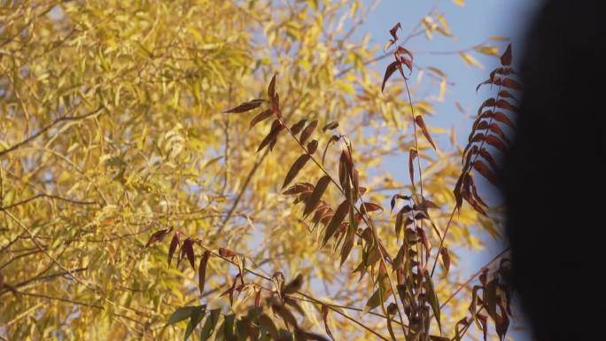 秋天风景秋天阳光仰拍秋天森林红叶黄叶树叶