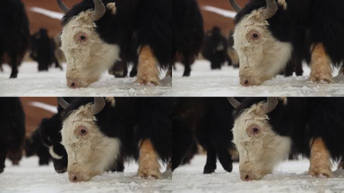 西藏  牦牛 西藏牦牛 冰天雪地西藏印象