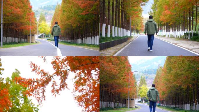 秋天水杉-行人走路孤独背影