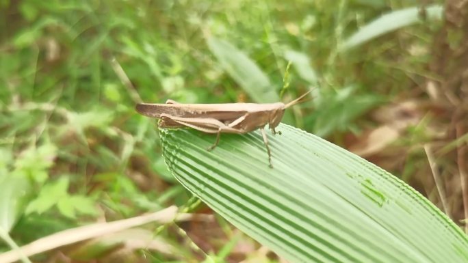 升格拍摄，田野绿叶上的小昆虫蚱蜢蝗虫。