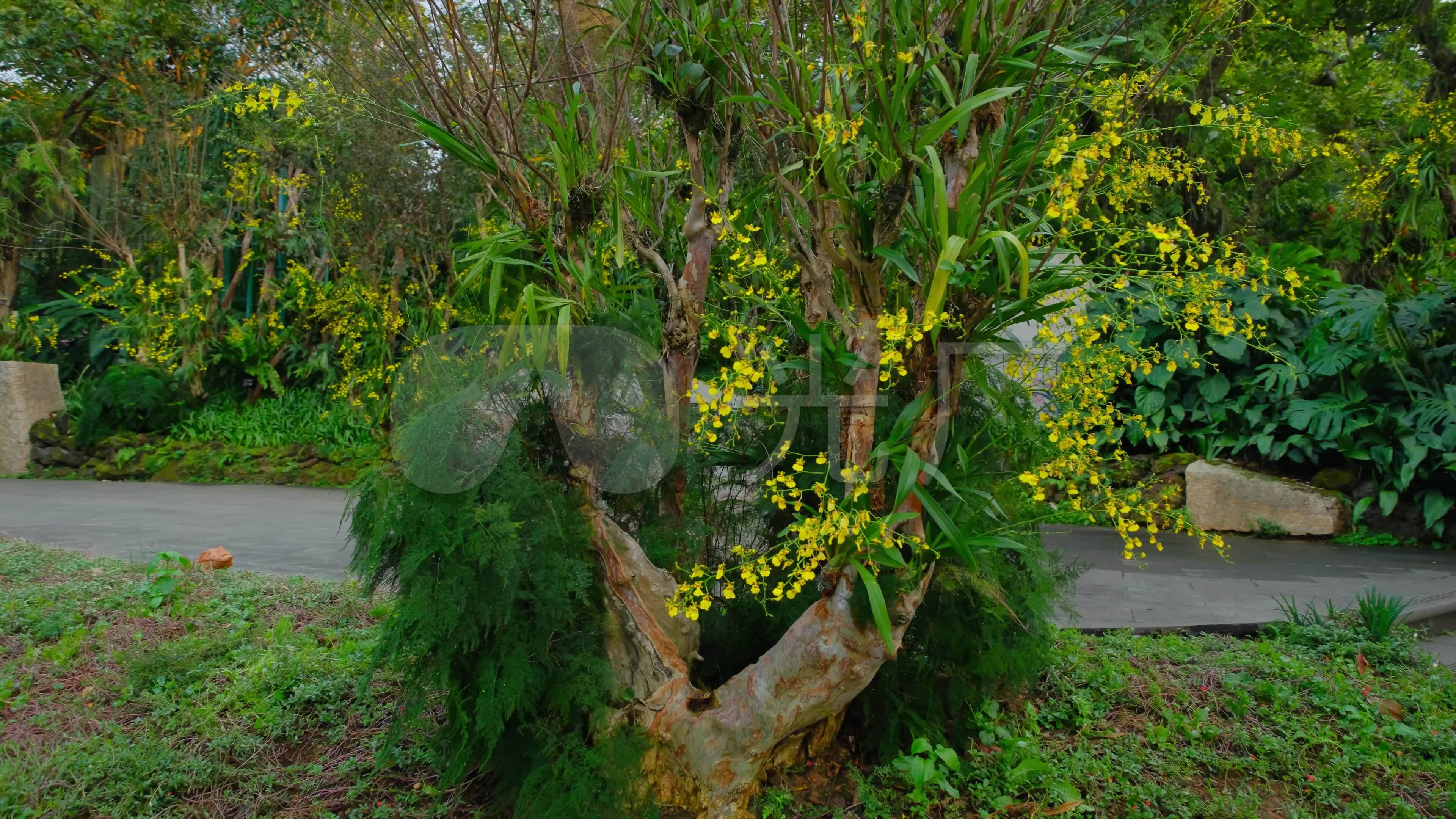 探秘“兰花王国”，走进广西雅长兰科植物国家级自然保护区_澎湃号·湃客_澎湃新闻-The Paper