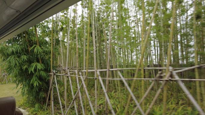 四川成都新都区大熊猫繁育研究基地