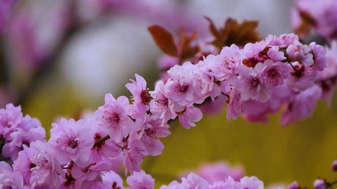 初春梅花桃花 朵朵盛开