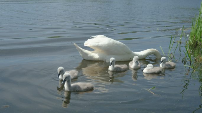 湖面上的成年哑天鹅用小天鹅喂食