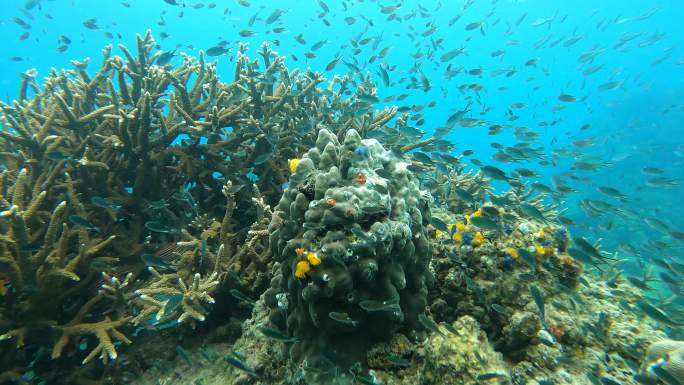 ี热带水域壮丽珊瑚花园的水下海景