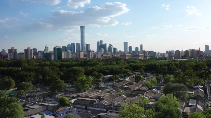 北京城市鸽子