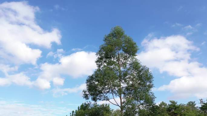 蓝天白云下一棵树