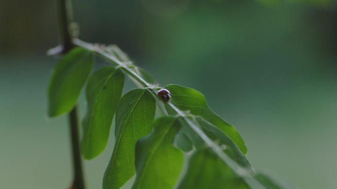 自然大自然绿色七星瓢虫昆虫展示