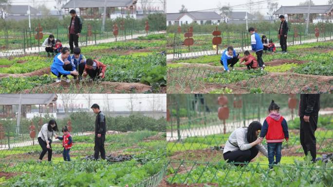 周末一家人踏青野外郊游观察植被