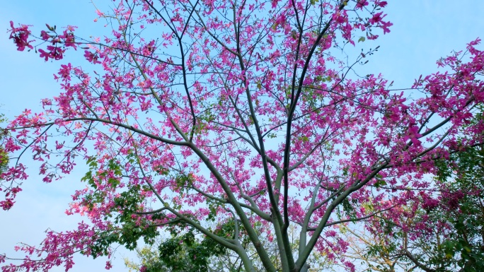 开满鲜花的树 美丽异木棉