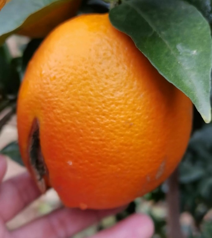 旱情影响脐橙减产