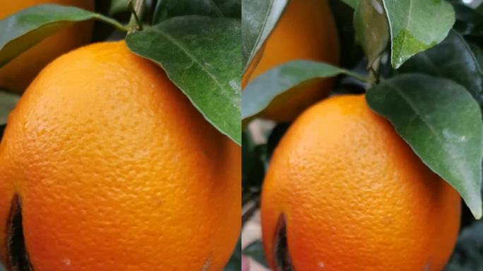 旱情影响脐橙减产
