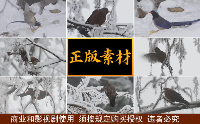 冰天雪地觅食的小鸟【集锦】