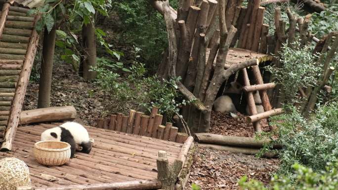 四川成都新都区大熊猫繁育研究基地熊猫幼崽
