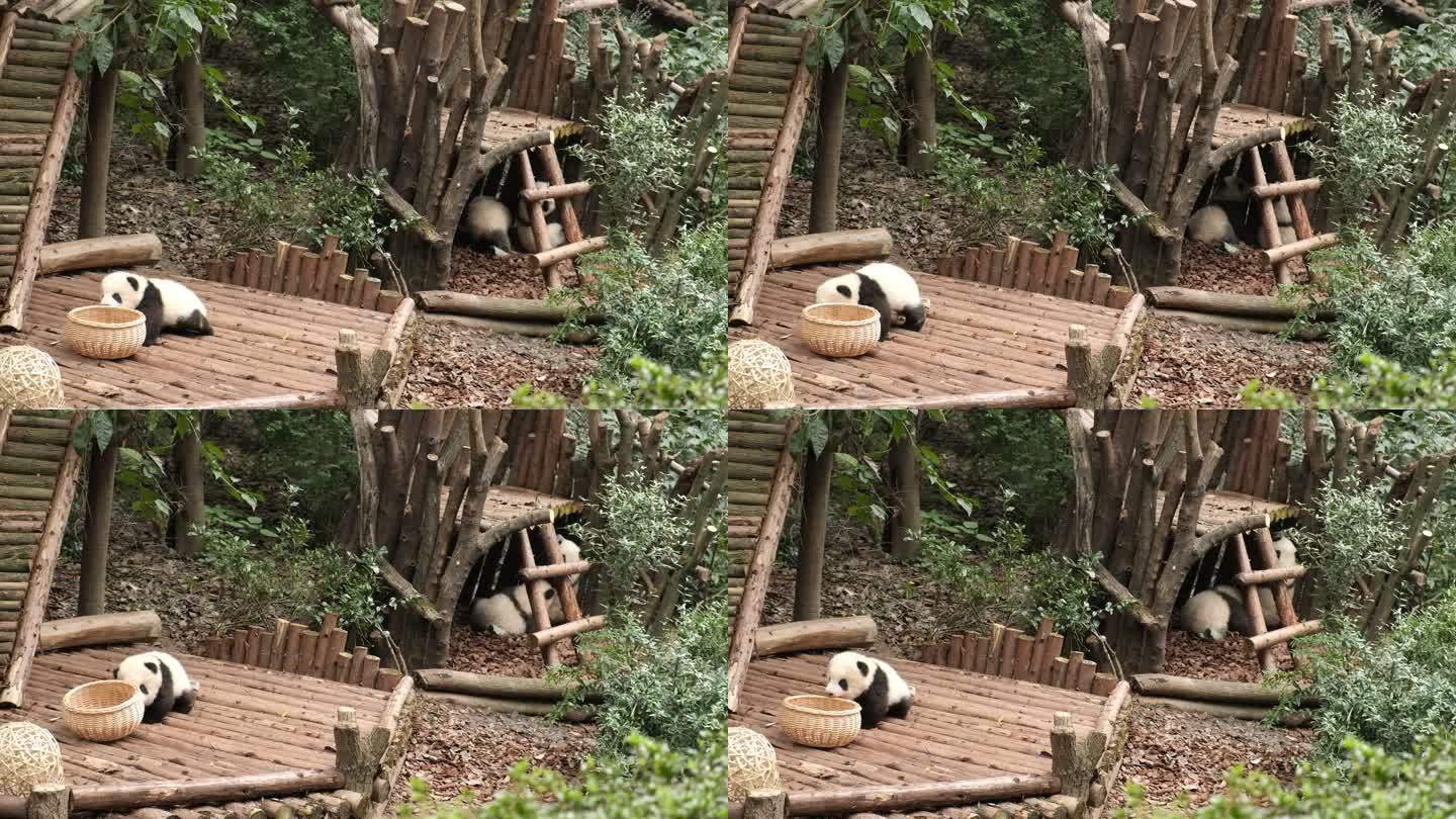 四川成都新都区大熊猫繁育研究基地熊猫幼崽