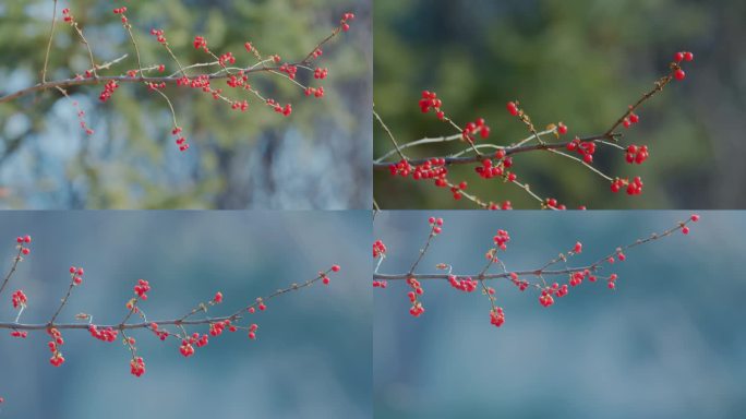 太平鸟与花秋果