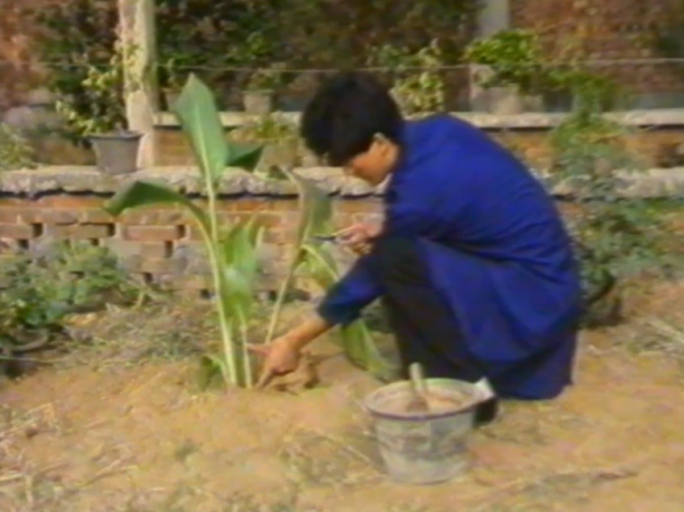 八九十年代冬护宿根花卉劳动