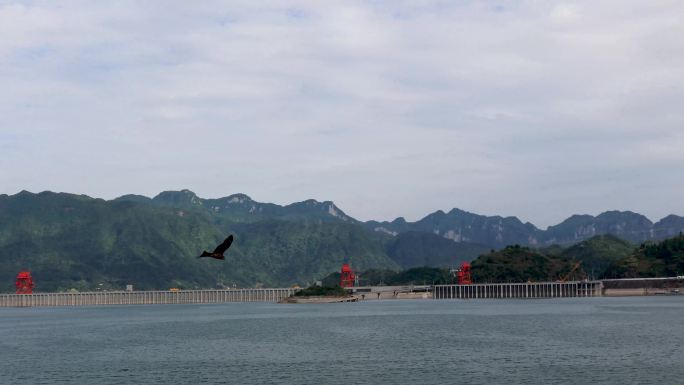 雄鹰从三峡大坝前前飞过