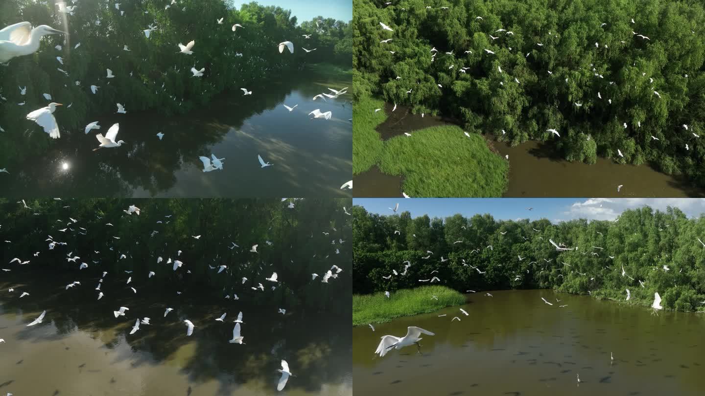 红树林湿地白鹭成群4K航拍素材