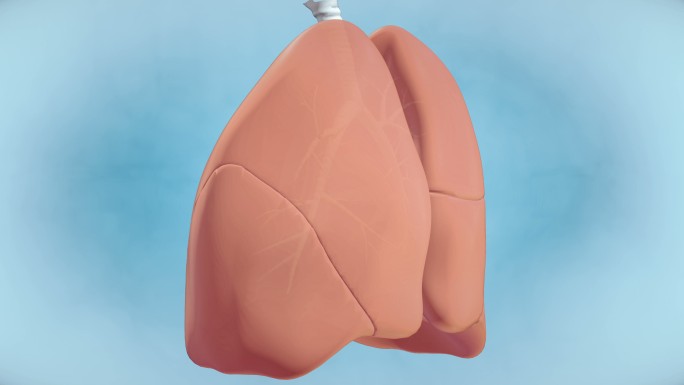 健康人肺的图形可视化——4K分辨率